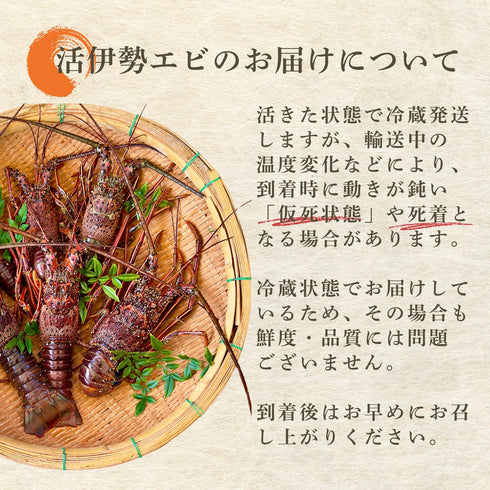 【送料無料】天然の「特大」活伊勢エビ (1尾)