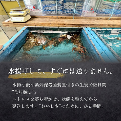 【送料無料】天然の「特大」活伊勢エビ (1尾)