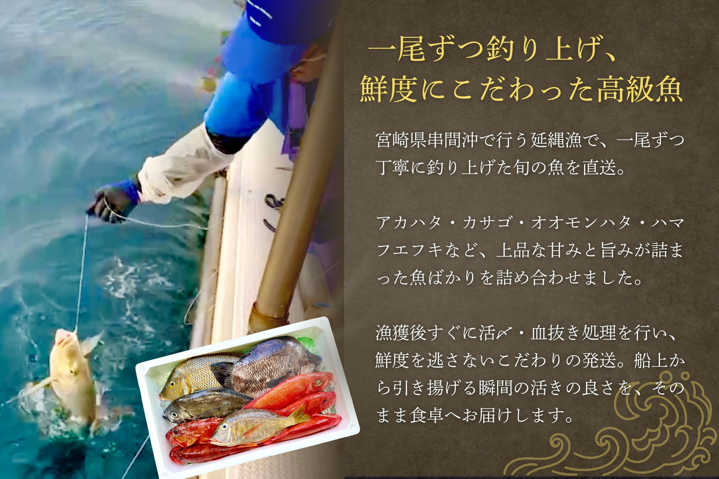 【数量限定】高級魚2種セット|特大アカハタ×カサゴ
