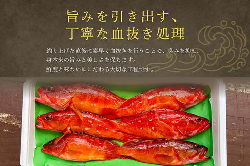 【夏季限定】高級魚入セット|8月末まで発送