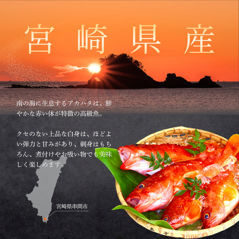 【大サイズ】天然アカハタ|8月下旬まで発送