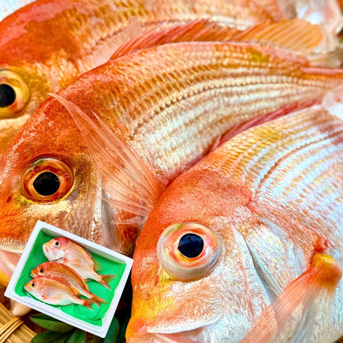 【焼き・煮付けに】ふっくら澄んだ旨みのレンコダイ