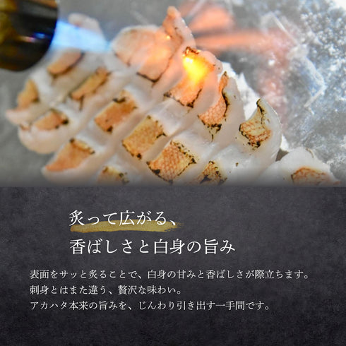 【大サイズ】天然アカハタ|8月下旬まで発送