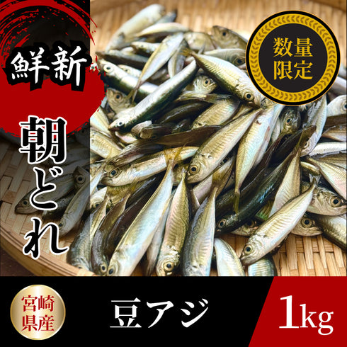 【本日発送】獲れたて豆あじー1kg