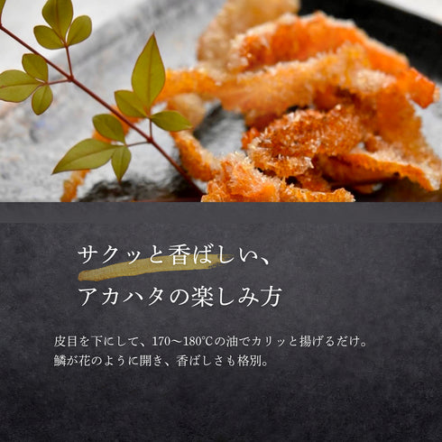 【大サイズ】天然アカハタ|8月下旬まで発送