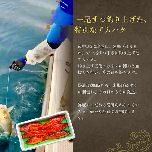 【大サイズ】天然アカハタ|8月下旬まで発送