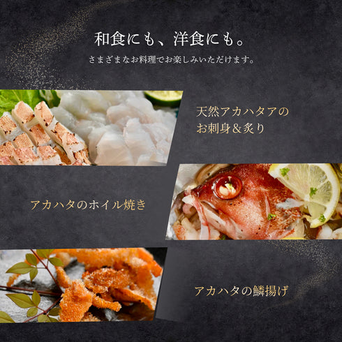 【大サイズ】天然アカハタ|8月下旬まで発送