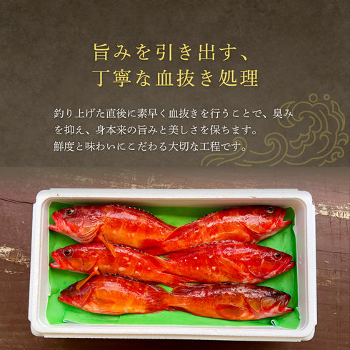 【大サイズ】天然アカハタ|8月下旬まで発送