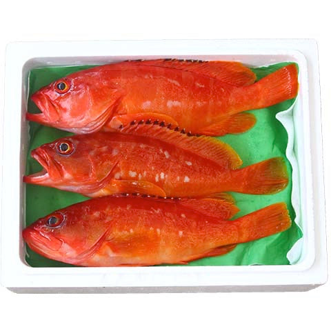 【販売終了】特大アカハタ