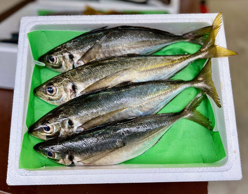 【受付停止】アジ(11月中旬〜)