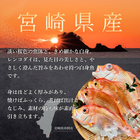 【唐揚げ・南蛮漬けに】小さめのレンコダイ