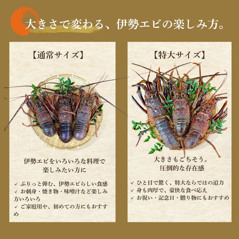 【送料無料】天然の「特大」活伊勢エビ (1尾)