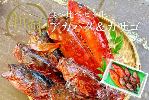 【数量限定】高級魚2種セット|特大アカハタ×カサゴ
