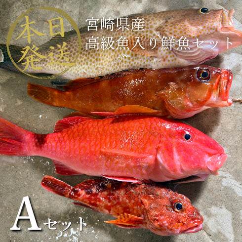 【7/18水揚げ|本日発送】高級魚入り鮮魚セット(1.9kg〜)