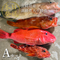 【7/18水揚げ|本日発送】高級魚入り鮮魚セット(1.9kg〜)