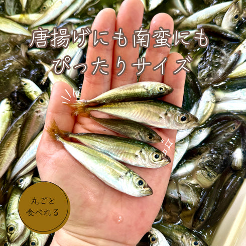 【本日発送】獲れたて豆あじー1kg