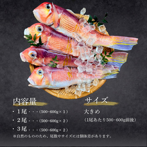 【一尾で味わう】大きめ甘鯛(アマダイ)500〜600g