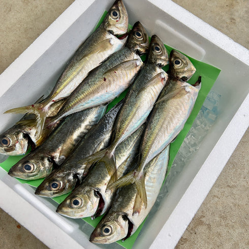 【受付停止】アジ(11月中旬〜)