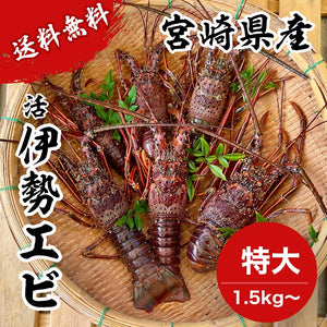 【送料無料】天然の「特大」活伊勢エビ|1.5kg〜