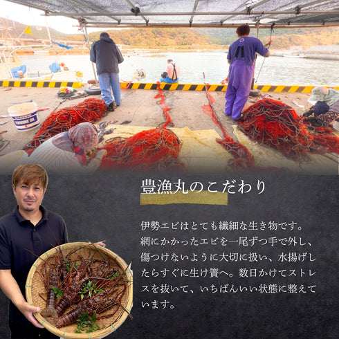 【冷凍】伊勢エビ|500g〜