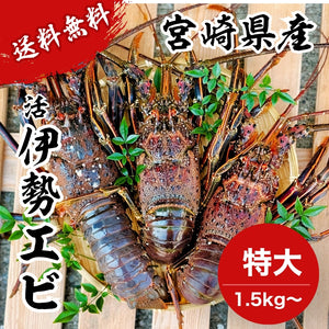 【送料無料】天然の「特大」活伊勢エビ|1.5kg〜