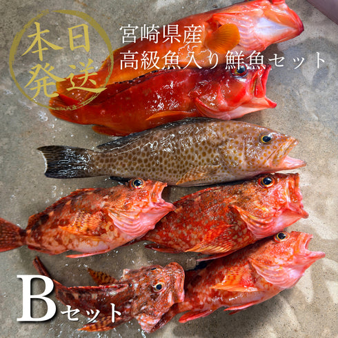 【7/18水揚げ|本日発送】高級魚入り鮮魚セット(1.9kg〜)