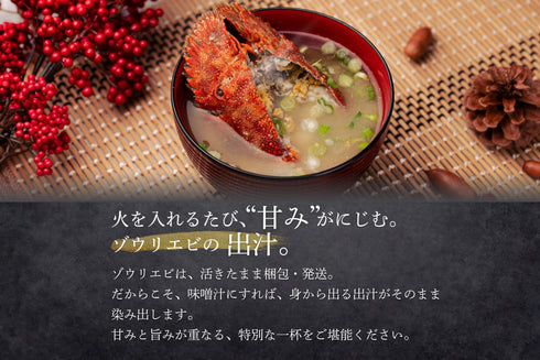 【数量限定】エビ通に人気のゾウリエビ(宮崎産|1kg〜)