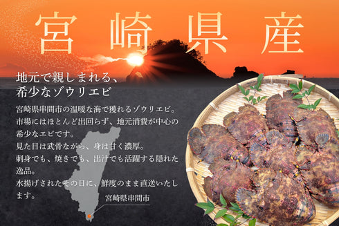 【数量限定】エビ通に人気のゾウリエビ(宮崎産|1kg〜)