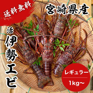【送料無料】天然「活」伊勢エビ|1kg〜