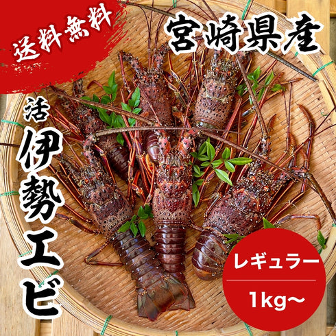 【送料無料】天然「活」伊勢エビ|1kg〜