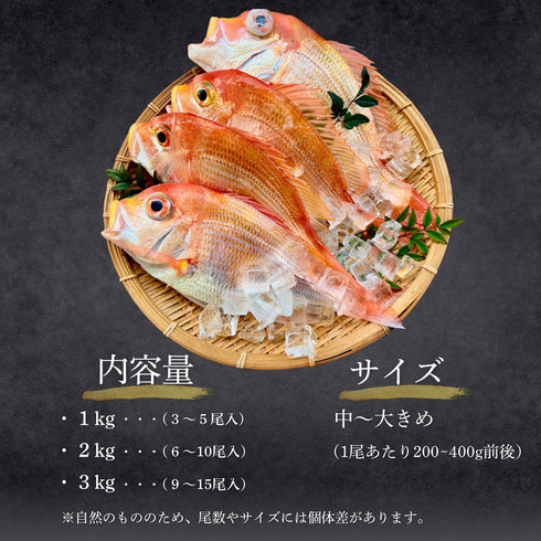 【焼き・煮付けに】ふっくら澄んだ旨みのレンコダイ