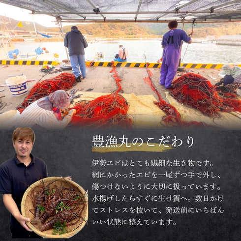 【生】特大伊勢エビ (1尾|800〜1000g)