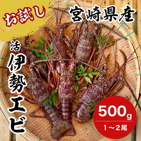 【お試し】天然「活」伊勢エビ|500g(1~2尾)