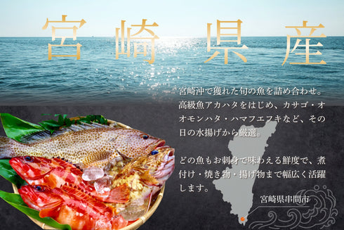 【夏季限定】高級魚入セット|8月末まで発送