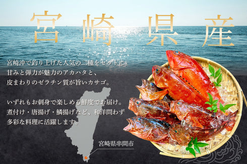 【数量限定】高級魚2種セット|特大アカハタ×カサゴ