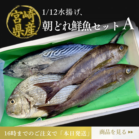 【本日1/12水揚げ|16:00締切|本日発送】旬魚4種 鮮魚セットA(約3.1kg)