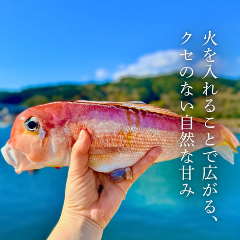 【家庭料理に】ふっくらやさしい甘みの甘鯛(アマダイ)