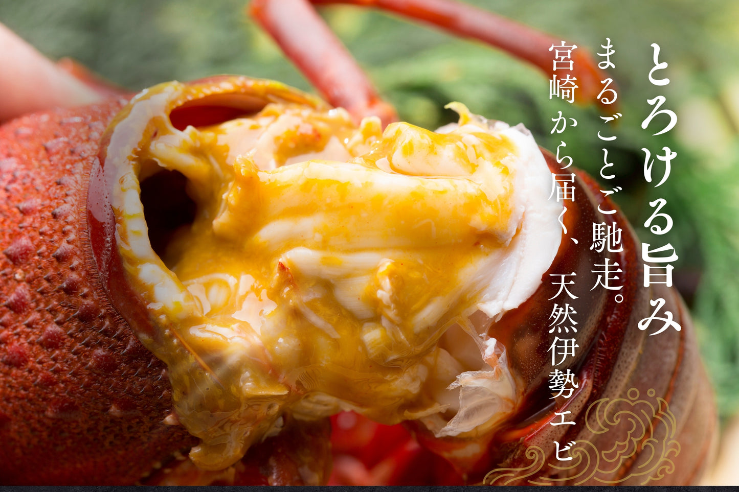 【活かして発送】甘み濃厚な天然伊勢エビ(宮崎産|500g〜)