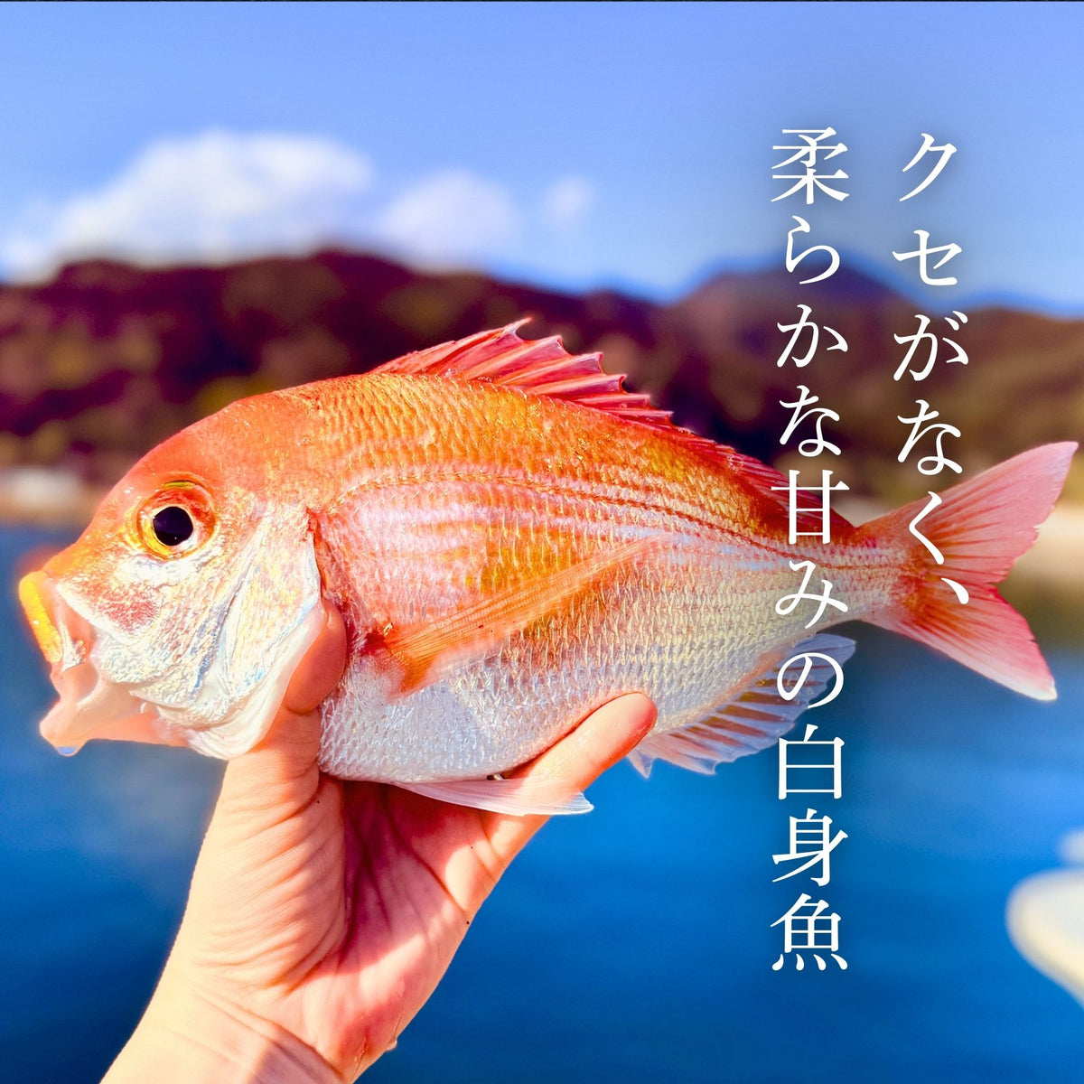 【中古】 魚のかくれんぼ Amazon.co.jp: かくれんぼをしたシマハギ : ながはら たつや: 本