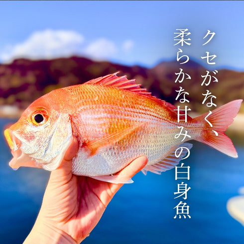 【焼き・煮付けに】ふっくら澄んだ旨みのレンコダイ