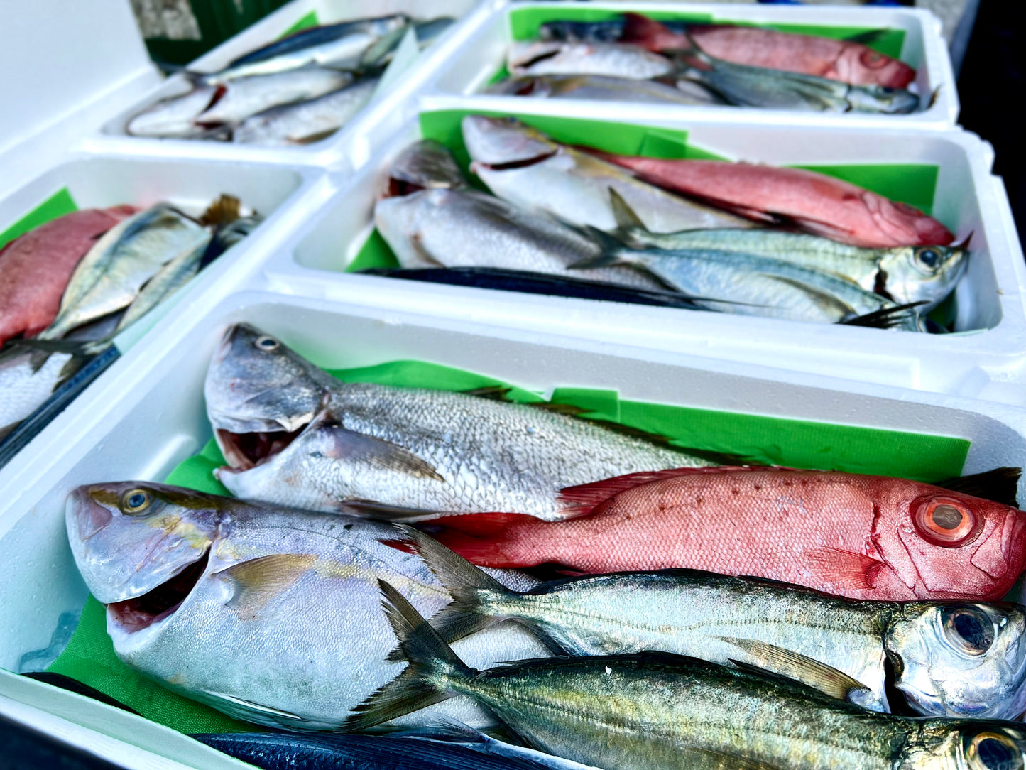 おまかせ鮮魚セットーS(お試し向け)
