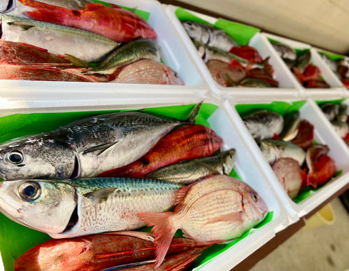 おまかせ鮮魚セットー L(ご家族向け)