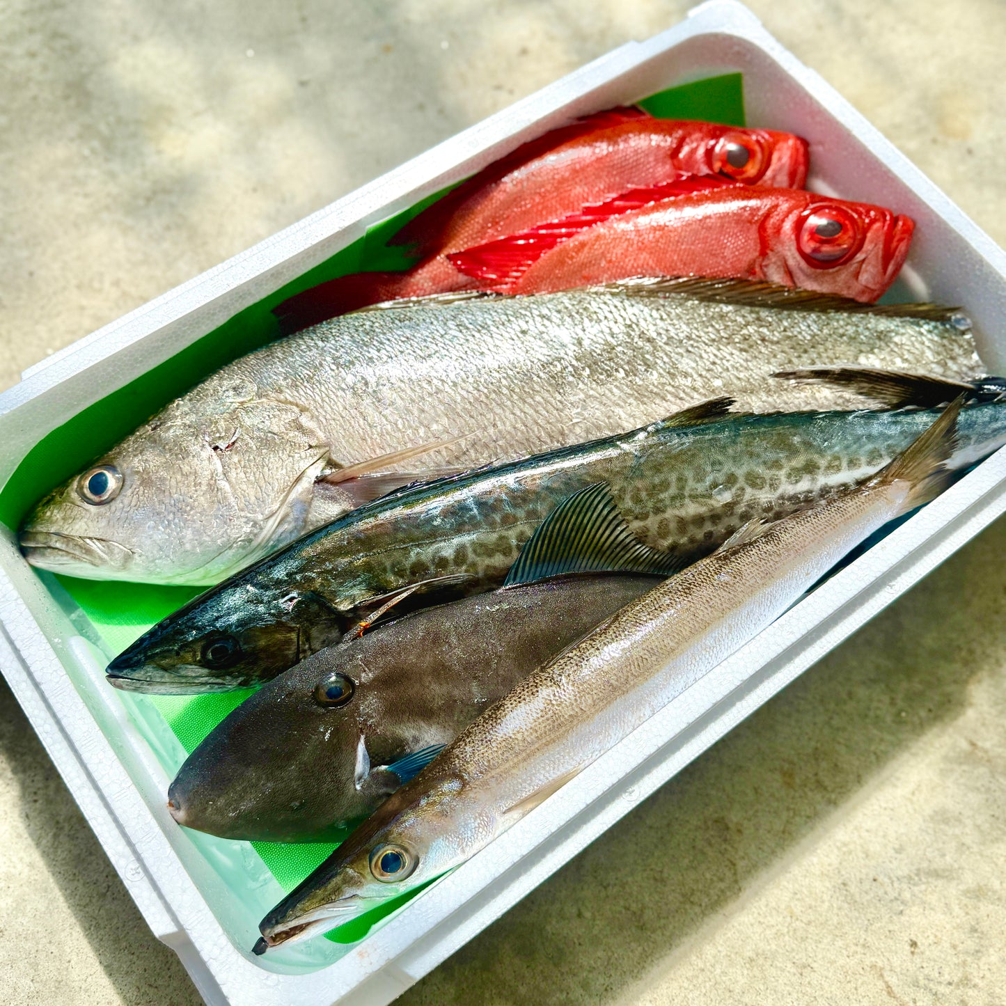 【本日発送限定】今朝獲れ鮮魚 ーLサイズ(LINE特価)