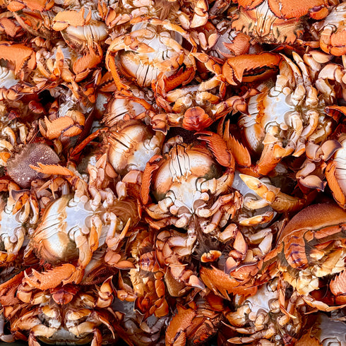 【12/7〜12/8限定】活きアサヒガニ|当日発送