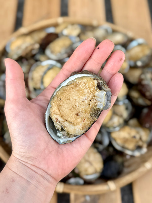 【3セット限定】一口あわび|本日12/6発送