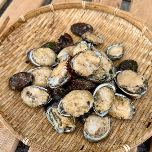 【3セット限定】一口あわび|本日12/6発送