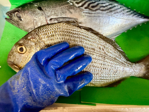 【本日1/12水揚げ|16:00締切|本日発送】旬魚4種 鮮魚セットA(約3.1kg)