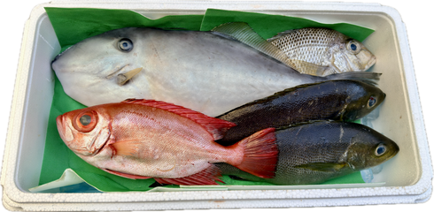 【本日1/12水揚げ|16:00締切|本日発送】高級魚入り 鮮魚セットB(約2.7kg)