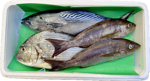 【本日1/12水揚げ|16:00締切|本日発送】旬魚4種 鮮魚セットA(約3.1kg)