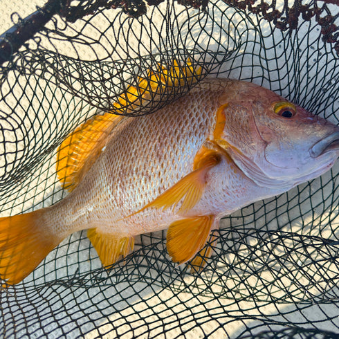 【7/18水揚げ|本日発送】幻の超高級魚シブダイ(1.9kg〜2kg)